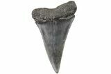 Fossil Broad-Toothed Mako Tooth - South Carolina #204773-1